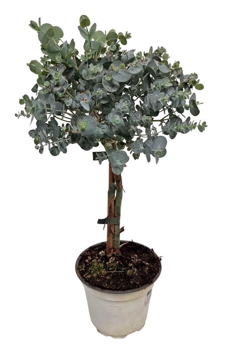 <h4>Eucalyptus Cinerea Silver Stem</h4>