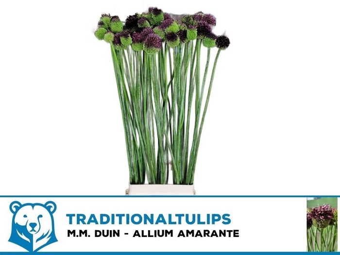 <h4>ALLIUM OV</h4>