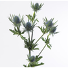 Eryngium Blue Dynamite