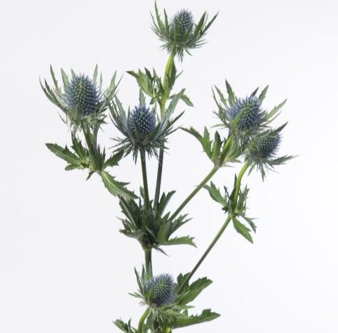 Eryngium Blue Dynamite