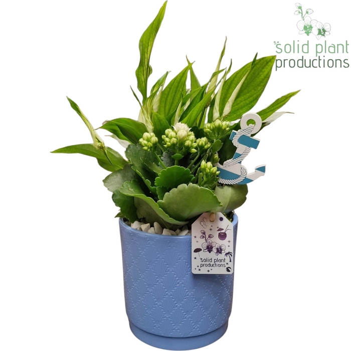 <h4>AAN001 Amy Blue Actie</h4>
