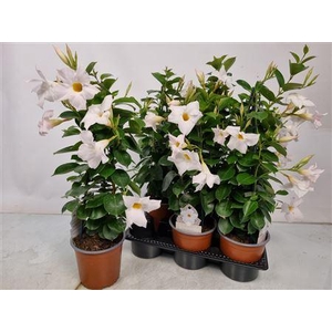 Mandevilla Sundaville White Pyramid