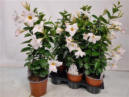 <h4>Mandevilla Sundaville White Pyramid</h4>