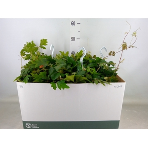 Cissus rhombifolia 'Ellen Danica'