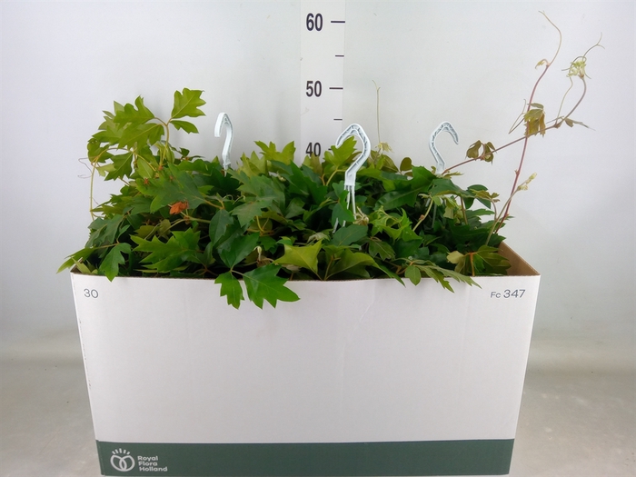 <h4>Cissus rhombifolia 'Ellen Danica'</h4>