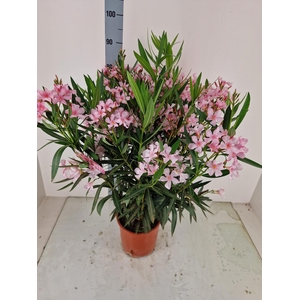 NERI OLEANDER