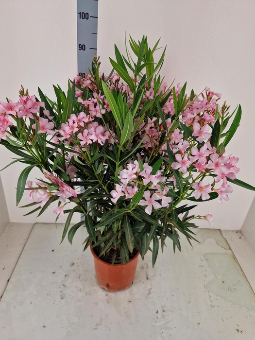 <h4>NERI OLEANDER</h4>