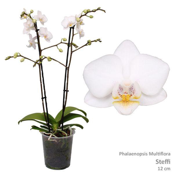 <h4>Phal. Multiflora "Steffie" 2-tak</h4>