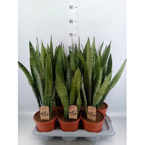Sansevieria zeylanica