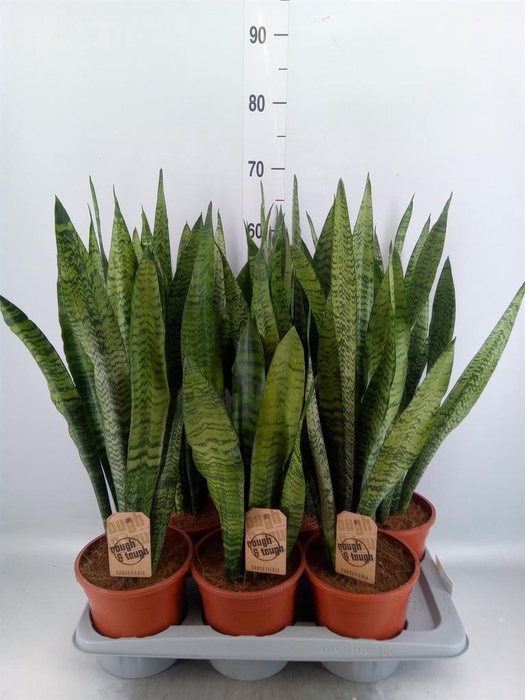 <h4>Sansevieria zeylanica</h4>