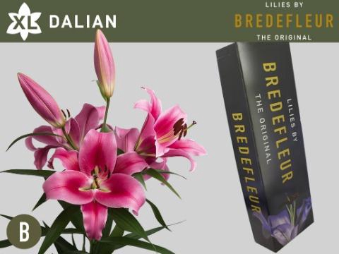 <h4>LI OT DALIAN 3pit QUALITY BOX</h4>