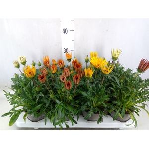 Gazania rig. 'Big Kiss'   ...mix