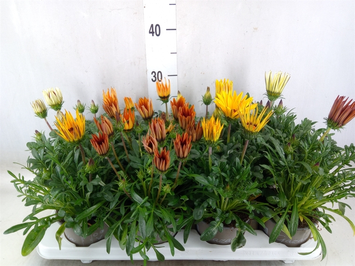 <h4>Gazania rig. 'Big Kiss'   ...mix</h4>