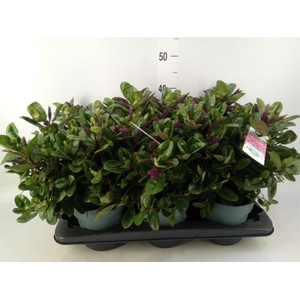 Hebe  'Hebedonna Alina'