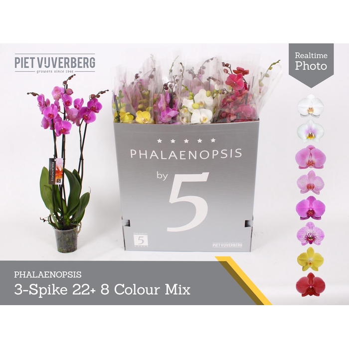 <h4>PHAL GEM 8 KL</h4>