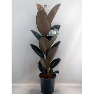 Ficus elastica 'Abidjan'