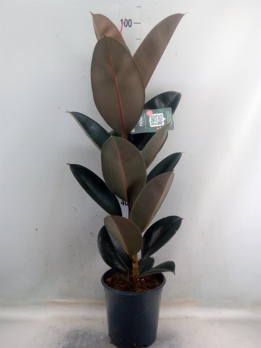 <h4>Ficus elastica 'Abidjan'</h4>