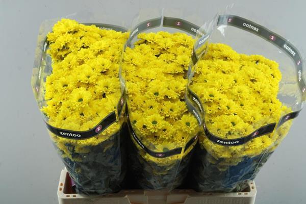 <h4>Chr San Skippy Geel</h4>