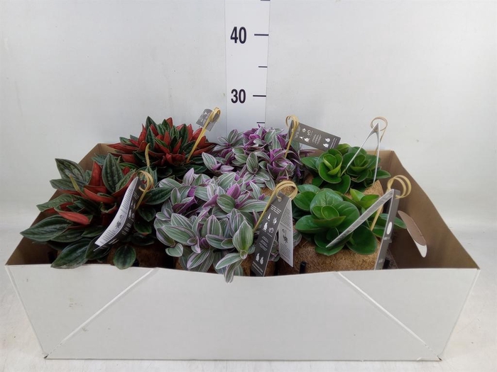 <h4>Planten Groen   ...mix  3</h4>