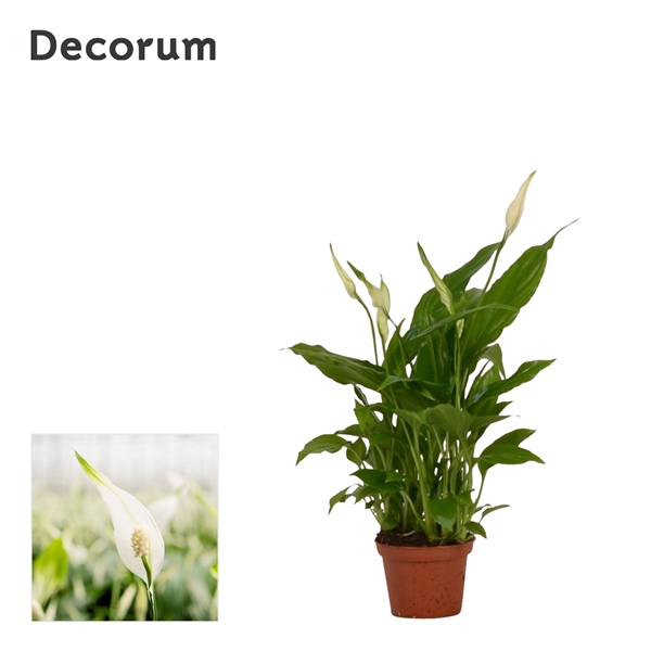 <h4>Spathiphyllum 'Chopin'</h4>