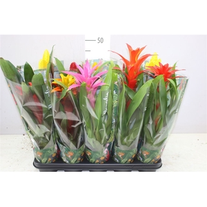 Bromelia Gemengd