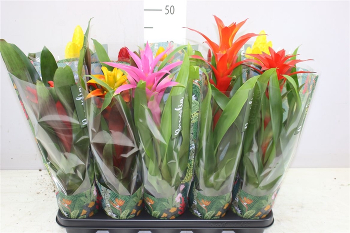 <h4>Bromelia Gemengd</h4>