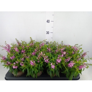 Angelonia  'Serena Lavender'
