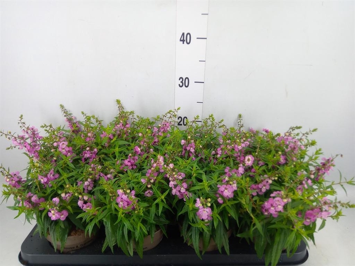 <h4>Angelonia  'Serena Lavender'</h4>