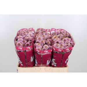 Chr San Aaa Doria Pi