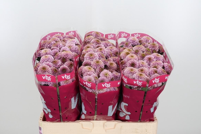 <h4>Chr San Aaa Doria Pi</h4>