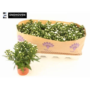 ASTER SNOW WHITE