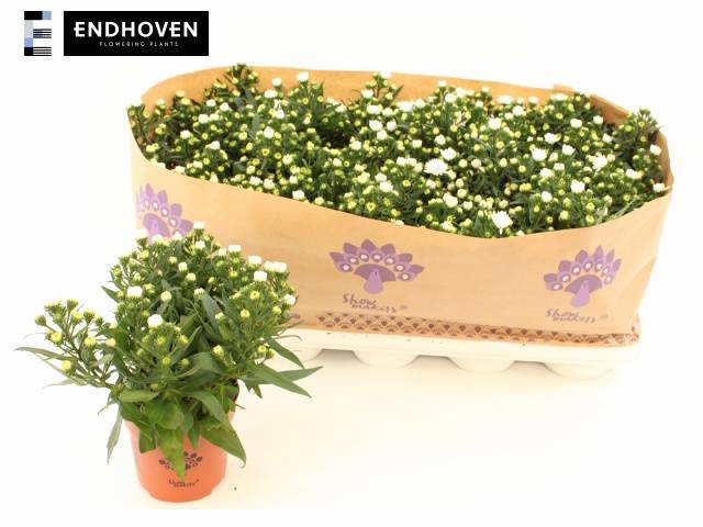 <h4>ASTER SNOW WHITE</h4>