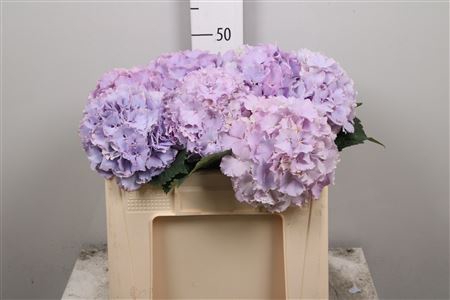 <h4>Hydr M My Primavera</h4>