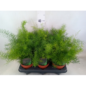 Asparagus dens. 'Mazeppa'