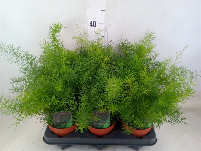 <h4>Asparagus dens. 'Mazeppa'</h4>