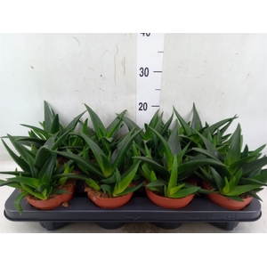 Haworthia pumila 'West Jogoo'