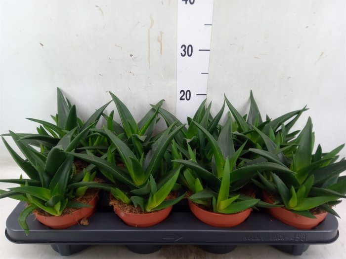 <h4>Haworthia pumila 'West Jogoo'</h4>