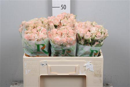 <h4>R Tr Sweet Sara</h4>