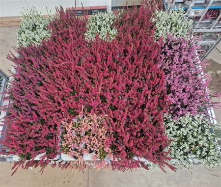 Callu Cal Nova Mixk Only Red !!!