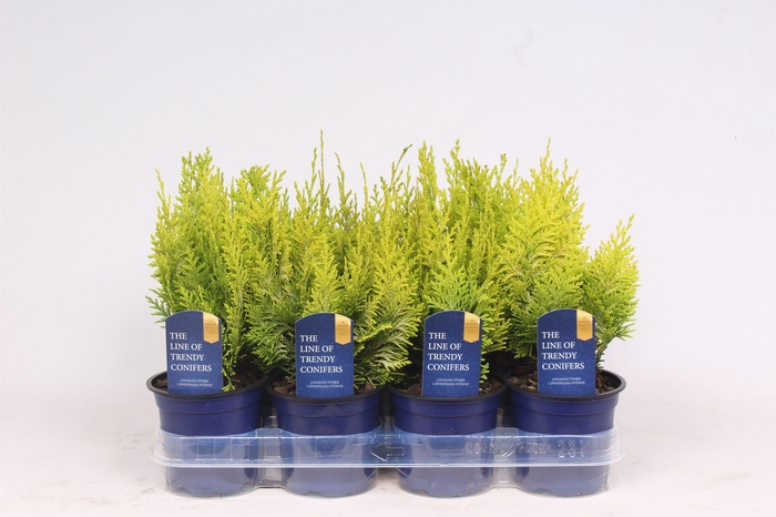 <h4>Cham Law Ivonne</h4>