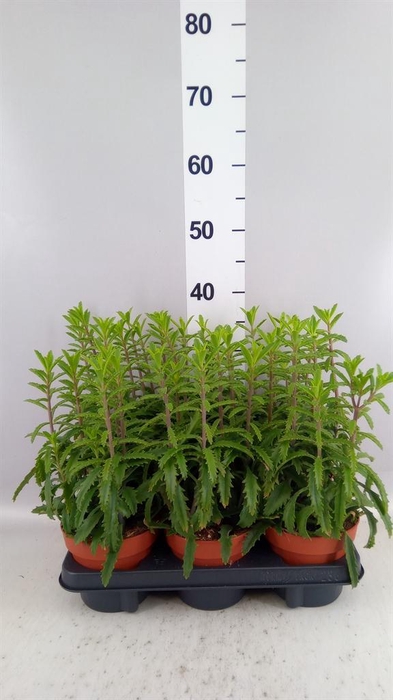 <h4>Kalanchoe NF laciniata</h4>