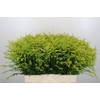 Solidago Tara Gold