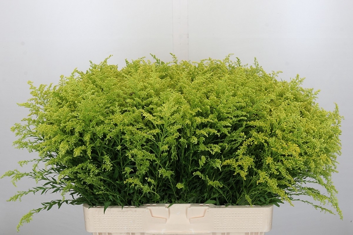 <h4>Solidago Tara Gold</h4>