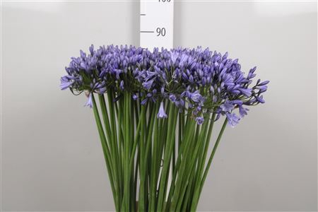 <h4>Agapanthus TR 'Susan'</h4>