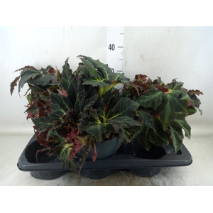 Begonia BD   ...
