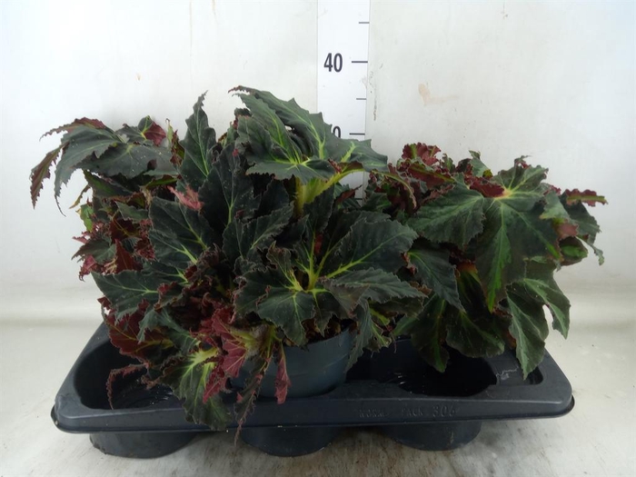 <h4>Begonia BD ...</h4>