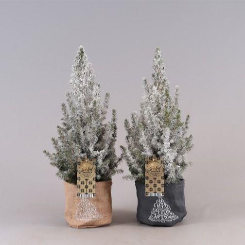 <h4>Picea Gl Conica Sneeuw + Jute Bag</h4>