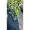 Euonymus jap. Kathy