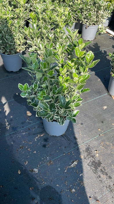 Euonymus jap. Kathy