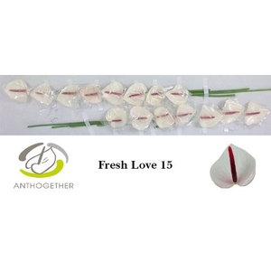 ANTH A FRESH LOVE 15.